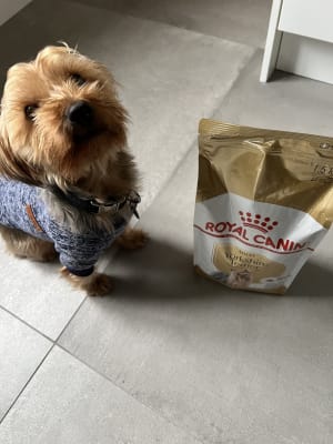 Royal canin for yorkies online