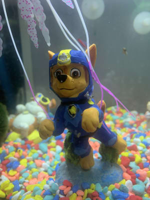 Paw patrol fish sales tank