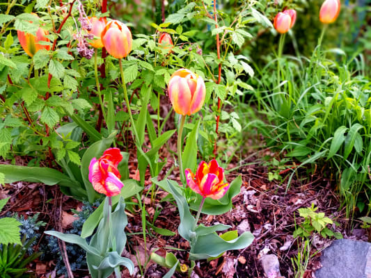 Tula tulip on sale
