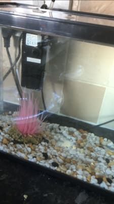Aqua Town Kid S Aquarium With Filter 12 Litre Pets At Home Aqua Town Kid S Aquarium With Filter 12 Litre Pets At Home