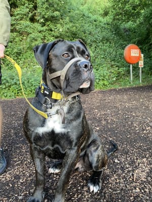 Head collar pets at home sale