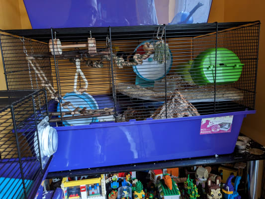 Barney cage 2024 hamster