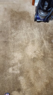 ProHeat® Pet Upright Carpet Cleaner 