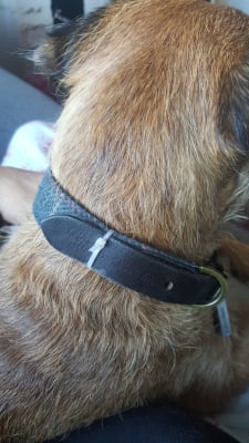 Tweed dog collar pets at home clearance
