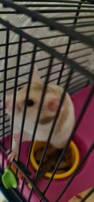 Hamster heaven cage online pets at home