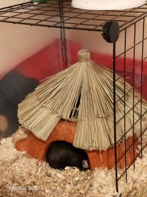 Edible guinea pig house cheap