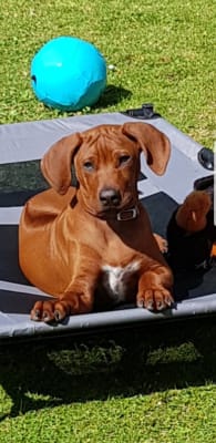 Royal canin rhodesian ridgeback food shop