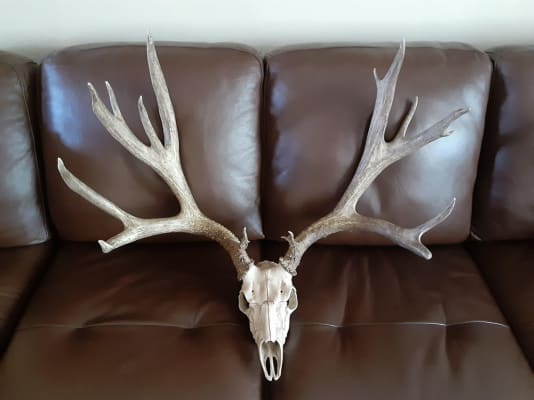 Deer Antler Mount How-To  Mountain Mike's Reproductions
