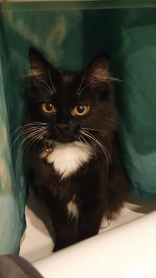Go cat 10kg pets at home discount
