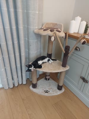 Avery ascent cheap cat scratch tower