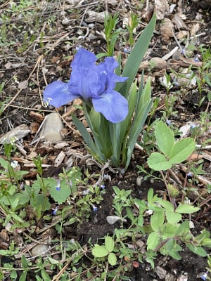 Forever Blue Dwarf Reblooming Iris