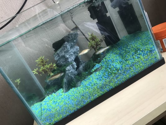 Aqua Town Kid S Aquarium With Filter 12 Litre Pets At Home Aqua Town Kid S Aquarium With Filter 12 Litre Pets At Home