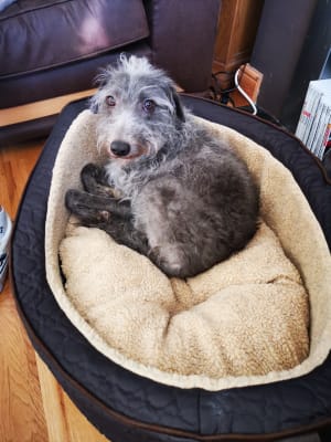 Wainwrights dog bed online xl