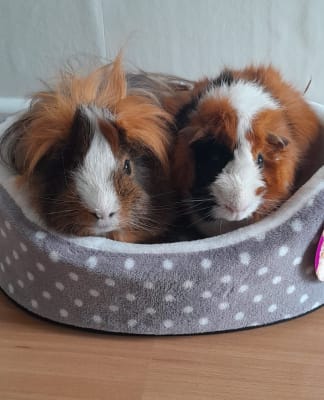 Guinea pig snuggle shop bed pets at home