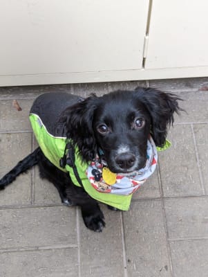 3 peaks 3 in 1 shop dog coat