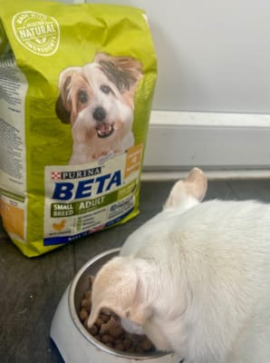 BETA Adult Small Breed Dry Dog Food Chicken 2kg Pets At Home