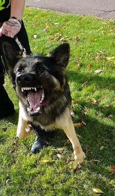 Ava german shop shepherd food