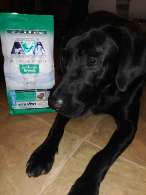Ava large breed junior online