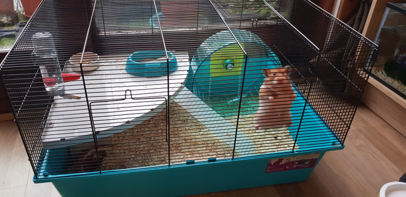 Pets at home hot sale large wire hamster cage