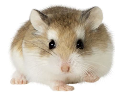 Shop winter white dwarf hamster price Cheap Sale