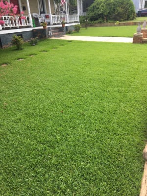 Image for Weeds Southern Lawn Weed Killer for St ...