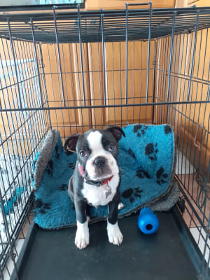 Pets at home double door dog crate small grey Clearance