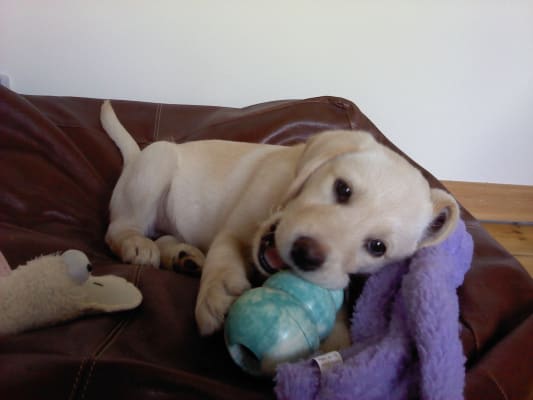 Puppy kong pets at home hot sale