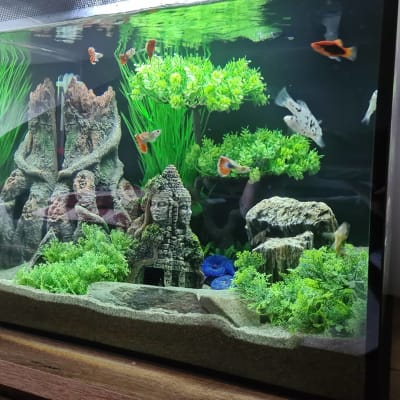 Atze's pet supplies & aquariums clearance