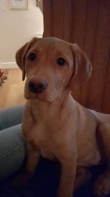 Royal Canin Labrador Retriever Dry Puppy Food 3kg Pets At Home