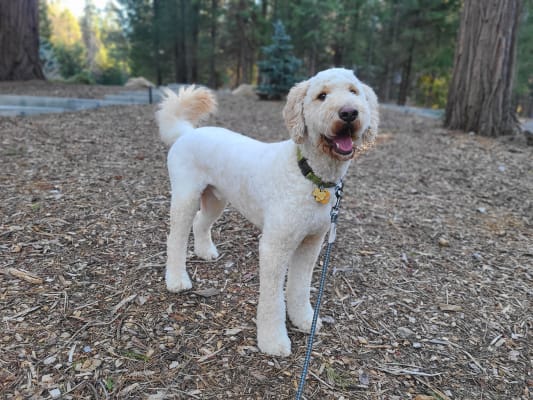 Straight Hair Goldendoodle Goldendoodle Straight Hair Straight