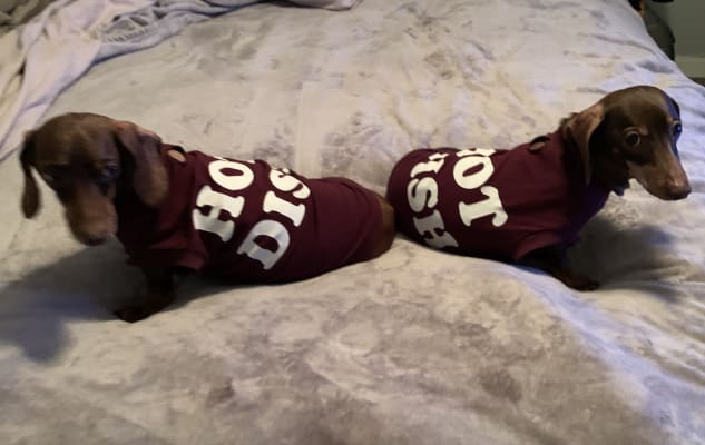 Old navy deals wiener dog shirt