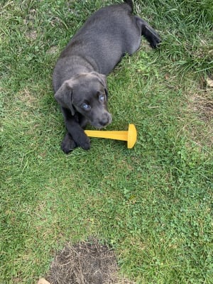 Puppy pee post top