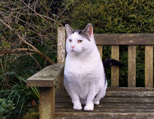 Mrx hills feline metabolic new arrivals