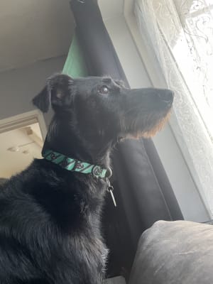 Slytherin dog hot sale collar