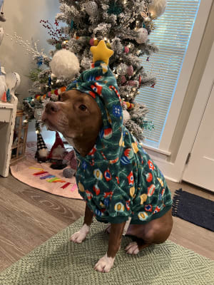 Critter hoodies new arrivals old navy