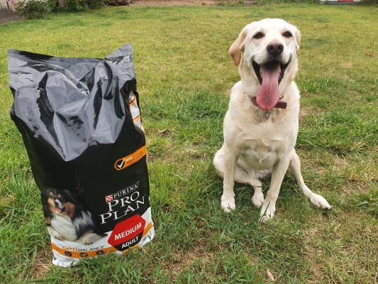 Purina clearance medium adult