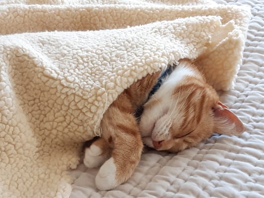 zylkene for cats pets at home