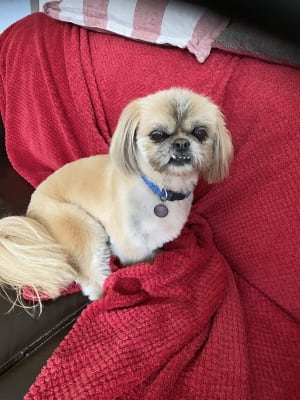 Advantage for dogs pets 2025 at home