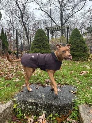 Dog carhartt discount chore coat