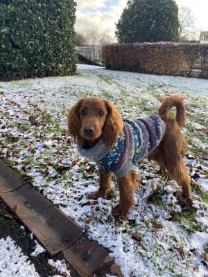 Barbour shop beagle jumper