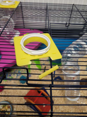 Pets at cheap home hamster heaven
