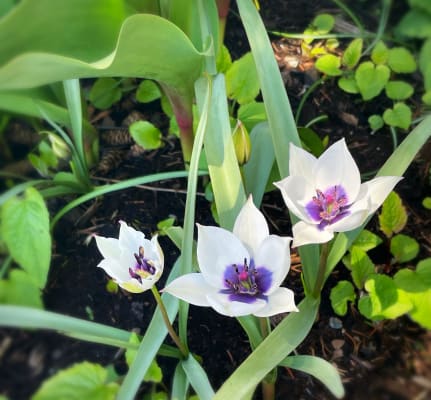 Grooviest Blooms Tulip Sleeve Tee in Watermelon – Blue Platypus