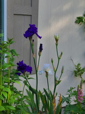Cool Blue Bearded Iris Mixture