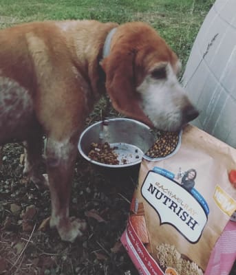 buy gentle giants dog food 13 oz. Gentle Giants 'Quality of Life' 90% Salmon -Canned Dog and Pupp – Gentle  Giants Pet Products