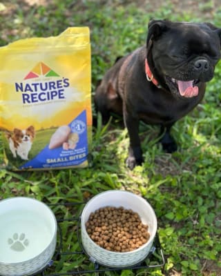 Nature s Recipe Small Bites Chicken Barley Brown Rice