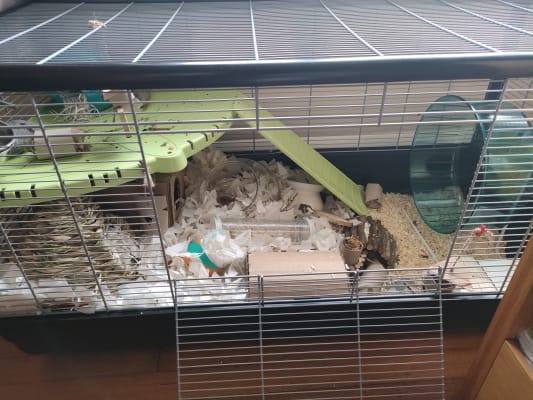 hamster plaza