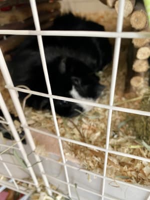 Petsmart wood shavings new arrivals