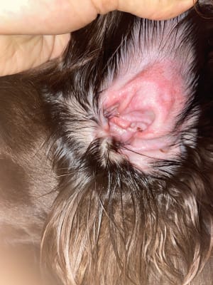 Johnsons veterinary ear drops sales