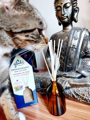 Glade Aromatherapy Essential Oils Raumduft Moment of Zen