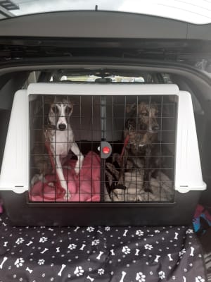 Pets at hot sale home car crate